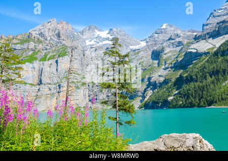 Oeschinensee Oeschinensee, fotografiert in der Schweiz an einem sonnigen Tag mit rosa Alpenblumen. Türkis See mit Rocky Mountains im Hintergrund. Ein Stockfoto