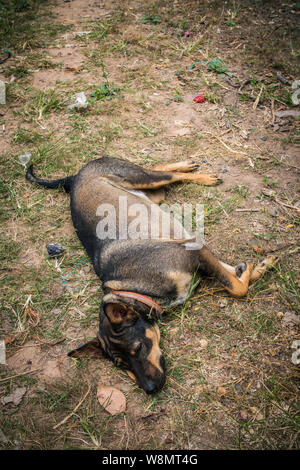 Ein faulenzen Hund liegend im Gras Stockfoto