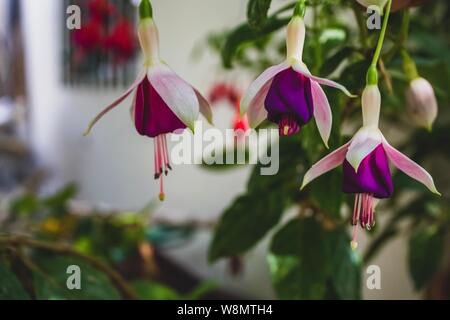 In der Nähe der bunten Blumen auf natürliches Licht. Tag Sommer in Europa, Portugal. Stockfoto