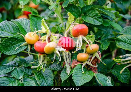 Hagebutten rot im Spätsommer. Stockfoto