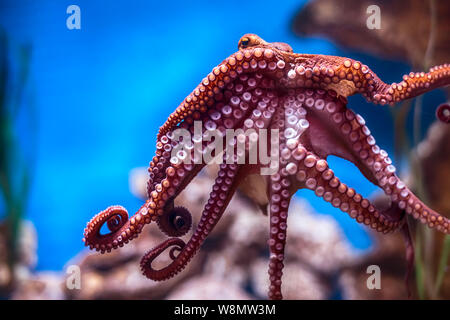 Octopus auf eine Glaswand in Malta National Aquarium Stockfoto