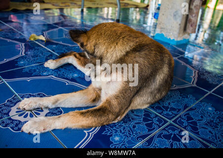 Seite der Hund Blick zurück und liegen auf dem Boden Stockfoto