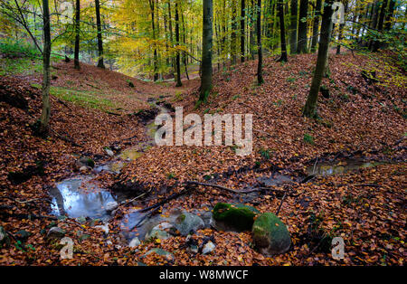 Wald im Herbst Farben mit rotem Laub auf dem Boden und einen gewundenen Creek im Vordergrund, Schleswig-Holstein Stockfoto