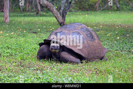 Galapagos Riesenschildkröte closeup Stockfoto