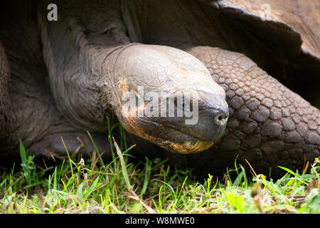 Galapagos Riesenschildkröte closeup Stockfoto