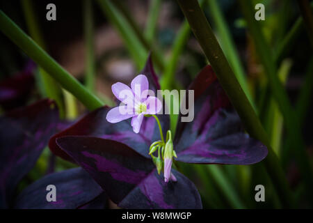 Oxalis triangularis, die gemeinhin als "false" shamrock Blume Stockfoto