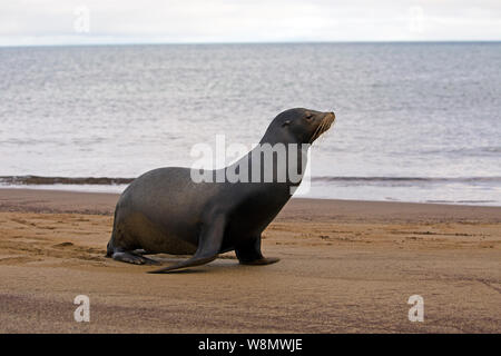 Galapagos Seelöwen am Strand Stockfoto