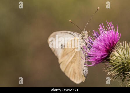 Kleinen weißen Schmetterling, Kohlweißling, thront auf einem Thistle Kopf durch den Fluss in der Bedfordshire, Großbritannien, Sommer 2019 Stockfoto