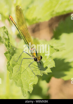 Weibliche damselfly gebändert, demoiselle, Calopteryx Virgo, Sommer 2019 Stockfoto