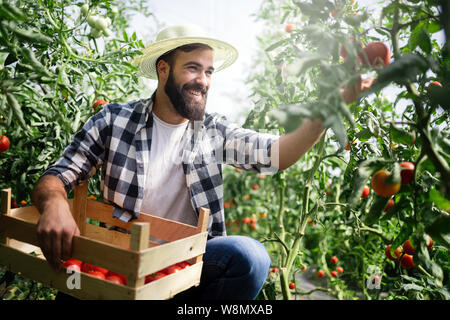 Biobauern Kontrolle seine Tomaten in einem Gewächshaus Stockfoto