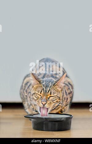 Hungrig tabby Cat heraus haften Zunge neben einem Futternapf. Stockfoto