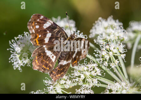 Araschnia levana (Karte Butterfly/Landkärtchen) Stockfoto