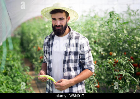 Kaukasische Landwirt Kommissionierung Paprika aus seinem Gewächshaus Garten Stockfoto