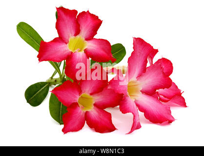 Desert Rose isoliert auf weißem Hintergrund Stockfoto