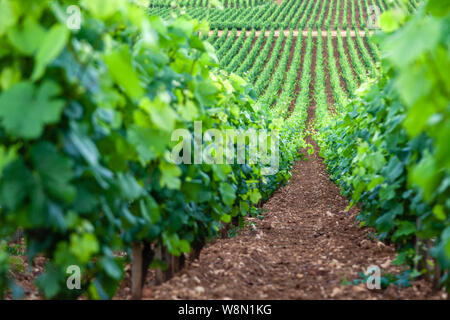 Closeup Panorama-aufnahme Zeilen Sommer Weinberg malerische Landschaft, Plantation, schöner Wein Traube Zweige, Sonne, Himmel, Kalkstein Land. Konzept Herbst grap Stockfoto