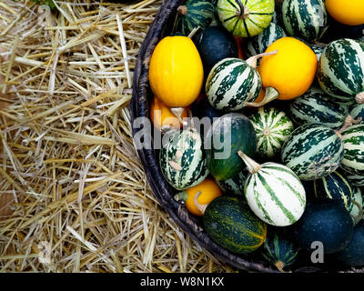 In den Warenkorb Es befinden sich kleine Wassermelonen, Melonen und Kürbissen. Herbst Ernte. Stockfoto