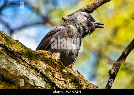 Nahaufnahme eines Jugendlichen Western Dohle (Coloeus monedula) Stockfoto