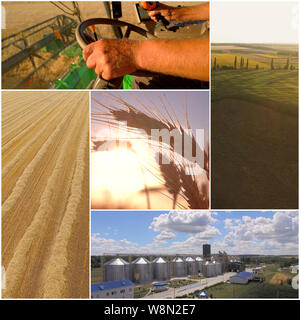 Collage aus Weizenernte. Stockfoto
