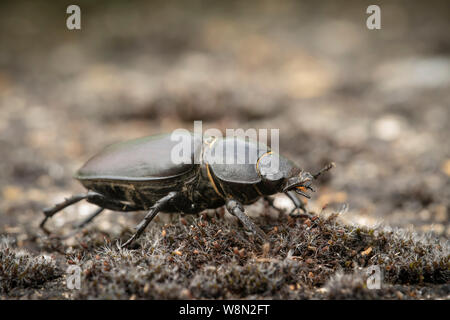 Hirschkäfer, Lucanus cervus, Sommer in der Berkshire parkland Stockfoto