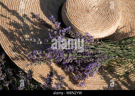 Ein großer Hut aus natürlichem Stroh mit breiten Rändern mit einem Bouquet von Lavendel in einem Lavendelfeld. Stockfoto