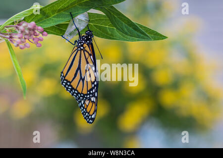 Monarch Butterfly, Danaus Plexppus, neu von Chrysalis entstanden, auf die mit gelben Blumen Hintergrund milkweed,, Raum für Text und kopieren Stockfoto