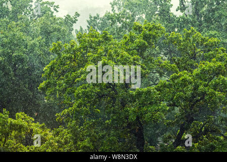 Schwere strömenden Regen über grüne tropische Wald Bäume. Unwetter mit Wolkenbruch herbst Wetter Stockfoto