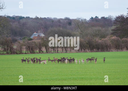 Eine Herde von wilden Britischen Rehe grasen in einer Farm Feld in die Landschaft von Suffolk Stockfoto