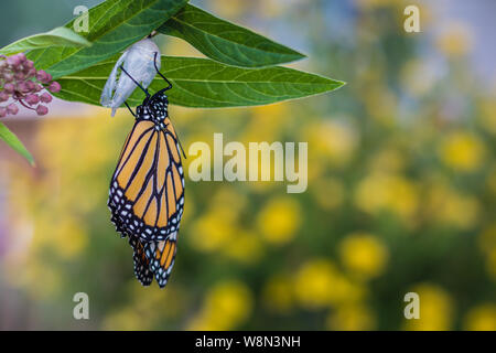 Monarch Butterfly, Danaus Plexppus, neu von Chrysalis entstanden, auf die mit gelben Blumen Hintergrund milkweed,, Raum für Text und kopieren Stockfoto