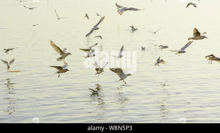 Vögel fliegen über den Fluss Ganges auf der Suche nach Nahrung in Varanasi, Uttar Pradesh, Indien, Südasien. Auch als Benares, Banaras und Kashi bekannt. Stockfoto