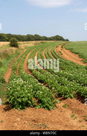 Gloucestershire, England, UK. August 2019. Eine Ernte von markies Vielfalt der Kartoffeln wachsen in einem Feld in der Nähe von Ford in Gloucestershire Stockfoto