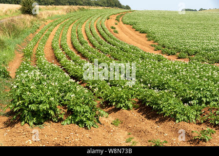 Gloucestershire, England, UK. August 2019. Eine Ernte von markies Vielfalt der Kartoffeln wachsen in einem Feld in der Nähe von Ford in Gloucestershire Stockfoto