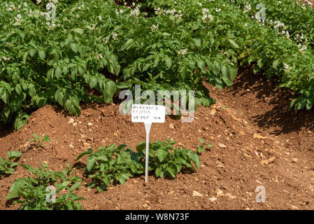 Gloucestershire, England, UK. August 2019. Eine Ernte von markies Vielfalt der Kartoffeln wachsen in einem Feld in der Nähe von Ford in Gloucestershire Stockfoto