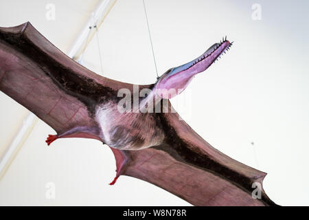 Cambridge, UK, 1. August 2019. Die sedgwick Museum der Geowissenschaften. Pterodactylus Stockfoto