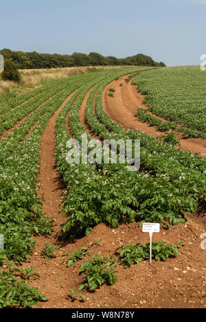 Gloucestershire, England, UK. August 2019. Eine Ernte von markies Vielfalt der Kartoffeln wachsen in einem Feld in der Nähe von Ford in Gloucestershire Stockfoto