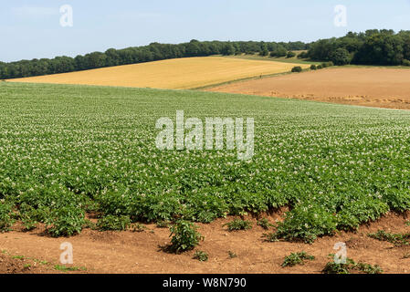 Gloucestershire, England, UK. August 2019. Eine Ernte von markies Vielfalt der Kartoffeln wachsen in einem Feld in der Nähe von Ford in Gloucestershire Stockfoto