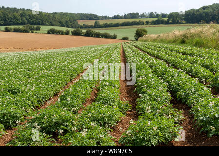 Gloucestershire, England, UK. August 2019. Eine Ernte von markies Vielfalt der Kartoffeln wachsen in einem Feld in der Nähe von Ford in Gloucestershire Stockfoto