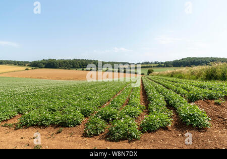 Gloucestershire, England, UK. August 2019. Eine Ernte von markies Vielfalt der Kartoffeln wachsen in einem Feld in der Nähe von Ford in Gloucestershire Stockfoto