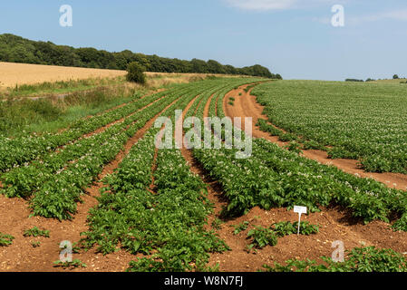 Gloucestershire, England, UK. August 2019. Eine Ernte von markies Vielfalt der Kartoffeln wachsen in einem Feld in der Nähe von Ford in Gloucestershire Stockfoto