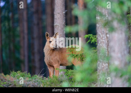 Junge Elch Kalb in einem Wald in Schweden Stockfoto