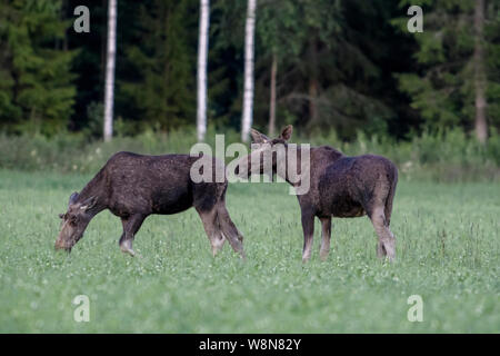 Zwei männliche Elch auf ein Feld mit Bäumen im Hintergrund. Schweden, Juli 2019 Stockfoto