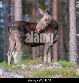 Eine wilde weibliche Elche oder Elch in einem Wald in Schweden, Juli 2019 Stockfoto