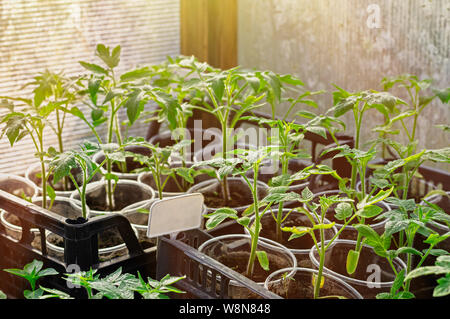 Junge Sämlinge Tomaten in einem Gewächshaus im frühen Frühjahr, Kunststoff Platte für die Beschriftung. Stockfoto