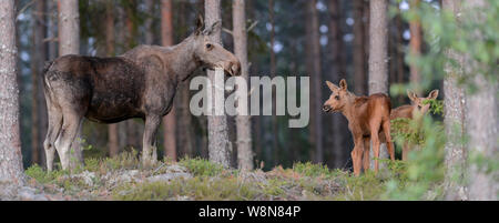 Eine wilde weibliche Elche oder Elch mit zwei junge Kälber in einem Wald in Schweden, Juli 2019 Stockfoto