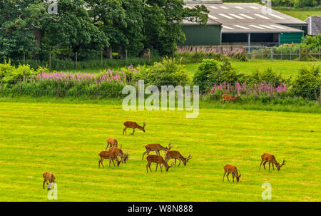 RED DEER FARM GLENKINDIE ABERDEENSHIRE SCOTLAND GEZÜCHTETEM ROTWILD HIRSCHE IN EINEM FELD VON GRAS IM SOMMER Stockfoto