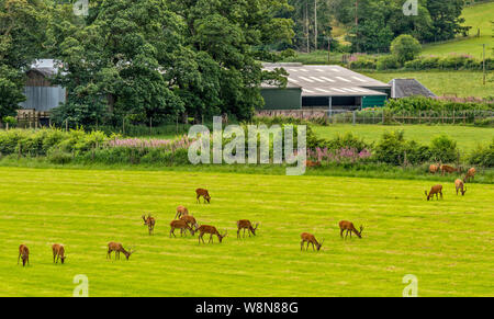 RED DEER FARM GLENKINDIE ABERDEENSHIRE SCOTLAND GEZÜCHTETEM ROTWILD HIRSCHE AUF EINEM FELD VON GRAS IM SOMMER Stockfoto