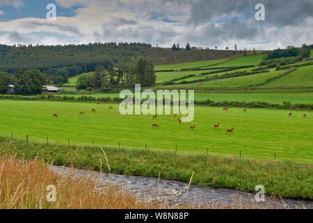 RED DEER FARM GLENKINDIE ABERDEENSHIRE SCOTLAND Herde von GEZÜCHTETEM ROTWILD in Feldern, die durch den Fluss Don