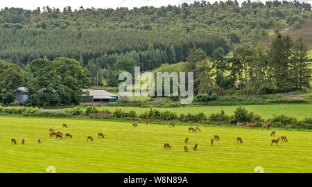 RED DEER FARM GLENKINDIE ABERDEENSHIRE SCOTLAND Herde von GEZÜCHTETEM ROTWILD HIRSCHE AUF EINEM FELD VON GRAS IM SOMMER Stockfoto