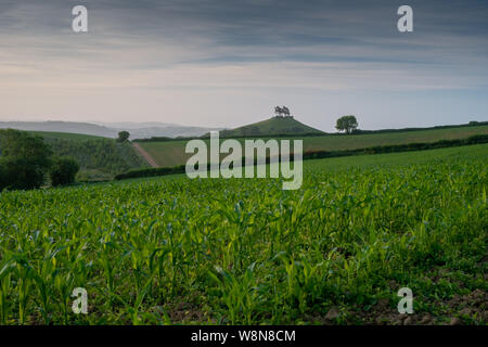 Blick über Felder junger Mais in Richtung der iconic Features von Colmers Hill auf einem sanften Juni morgen 4 Stockfoto