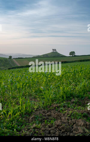 Blick über Felder junger Mais in Richtung der iconic Features von Colmers Hill auf einem sanften Juni morgen 3 Stockfoto