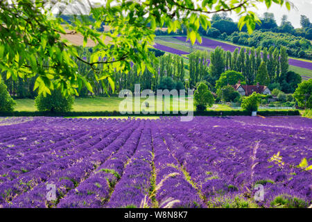 Kent Lavender Fields, Schlossfarm, in englischer Landschaft Baden an einem heißen Sommertag, England, Großbritannien Stockfoto